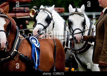 internationalen treibende Meisterschaft royal Windsor Horse show 2011 in England Großbritannien Stockfoto