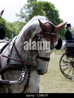 internationalen treibende Meisterschaft royal Windsor Horse show 2011 in England Großbritannien Stockfoto