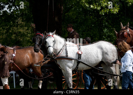 internationalen treibende Meisterschaft royal Windsor Horse show 2011 in England Großbritannien Stockfoto