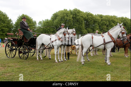 internationalen treibende Meisterschaft royal Windsor Horse show 2011 in England Großbritannien Stockfoto