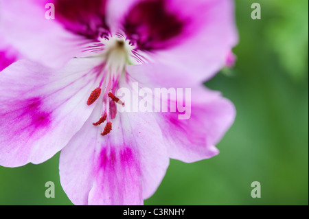 Pelargonium 'Orsett'. Duftenden Geranien. Duftenden Pelargonien Blume Stockfoto