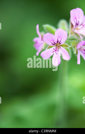 Pelargonium Graveolens runden' Blatt rose". Duftenden Geranien oder Old Fashioned Rose Geranium Blumen Stockfoto