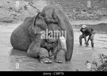 Schwarz-weiß Foto eines Mannes Baden seine indischen Elefanten (Elephas maximus indicus) im Kaziranga National Park, Assam, Indien Stockfoto