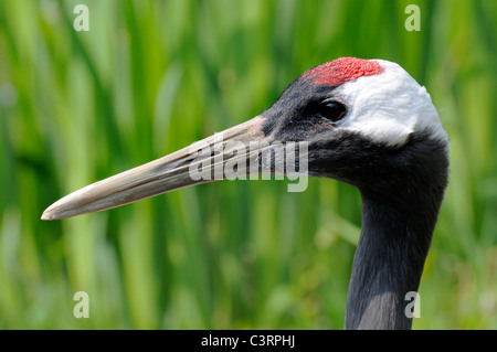 Rot-gekrönter (Grus Japonensis) Krankopf. Rotterdam Zoo Stockfoto