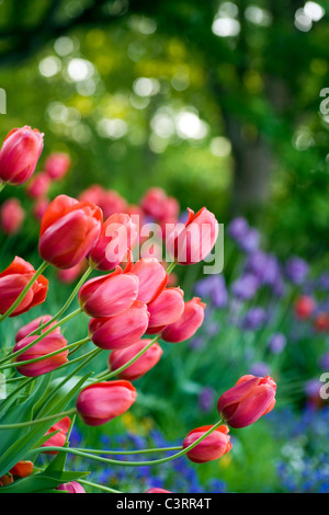 Tulpen - North Carolina Arboretum - Asheville, North Carolina USA Stockfoto