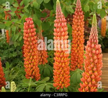 Lupine - Lupinus Lachs Star Stockfoto