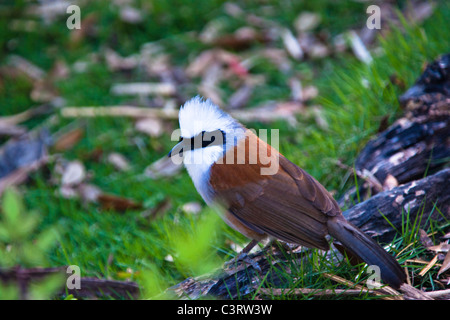 White-Crested Laughingthrush (Garrulax Leucolophus) Stockfoto