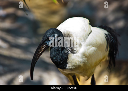Die afrikanischen Sacred Ibis (Threskiornis Aethiopicus) Stockfoto