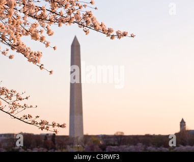 Washington Monument von Tidal Basin, umgeben von rosa japanische Kirschblüten Stockfoto