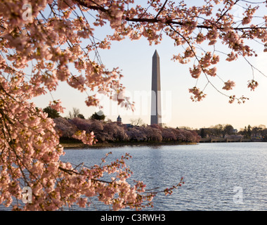 Washington Monument von Tidal Basin, umgeben von rosa japanische Kirschblüten Stockfoto