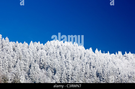 Kiefern oder Tannen im Schnee im Winter/Frühjahr auf einem Bergrücken im Great Smoky Mountains National Park, USA abgedeckt Stockfoto