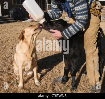 Eine Ranch Hund versuchen, etwas von der Milch, die dem Tag alt Kalb auf einer Ranch in Paradise Valley of Montana gespeist wird Stockfoto