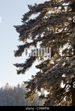 Nahaufnahme von Kiefer oder Tanne Bäume mit Schnee bedeckt im zeitigen Frühjahr wie die Sonne hinter dem Baum Stockfoto