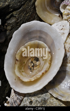 Gemeinsame Limpet Muscheln Stockfoto