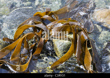 Seetang Oarweed oder Gewirr Stockfoto