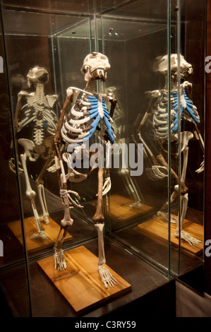 Replik des 3,5 Millionen Jahre alten Skeletts von Lucy, Nationalmuseum von Äthiopien, Addis Abeba, Äthiopien Stockfoto