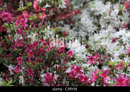 Azaleen auf der Isabella-Plantage im Londoner Richmond Park Stockfoto