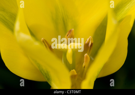 Nahaufnahme der gelbe Tulpe Blume Stockfoto