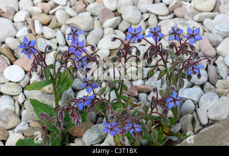 PULSIERENDE BLAUE BORRETSCH PFLANZE VOR DEM HINTERGRUND DER PEBBLE IST AUCH BEKANNT ALS STARFLOWER Stockfoto