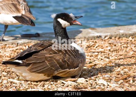 Kanada-Gans sitzen mit offenem Mund Stockfoto