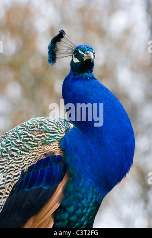 Indische Pfau (Pavo Cristatus) Stockfoto