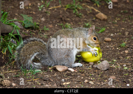 Grau-Eichhörnchen (Sciurus Carolinensis) einen Apfel essen Stockfoto