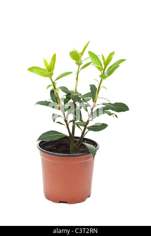 Kleinen Lorbeerbaum in den Topf Stockfoto