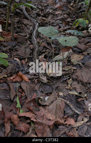 Indischer Rock Python, Python aus auf Waldboden, Chitwan Nationalpark, Nepal. Stockfoto