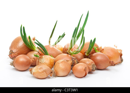 Zwiebel mit frischem Grün sprießen Stockfoto