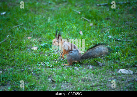 Eurasische Eichhörnchen Stockfoto
