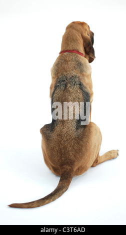 Bluthund im Fotostudio Stockfoto