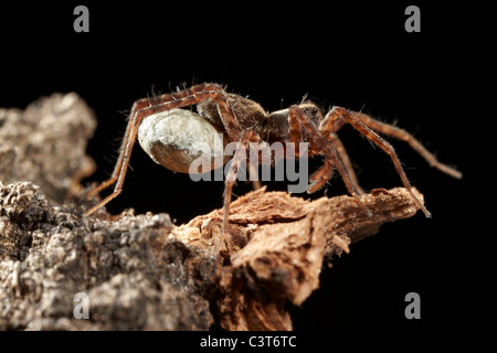 Weibliche Wolfsspinne, Pardosa Amentata tragen ihre breite gefalzt Ei Sac, UK Stockfoto