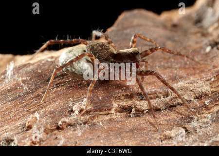 Weibliche Wolfsspinne, Pardosa Amentata tragen ihre breite gefalzt Ei Sac, UK Stockfoto