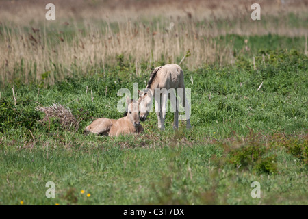 verwilderte Wildpferde Konik Tarpan Tiernatur kostenlos Stockfoto