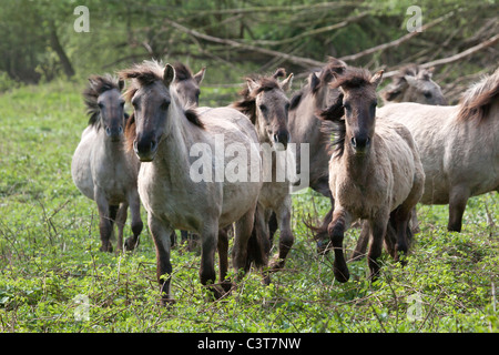 verwilderte Wildpferde Konik Tarpan Tiernatur kostenlos Stockfoto