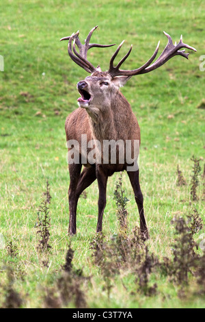 Rothirsch Hirsch - Cervus elaphus Stockfoto