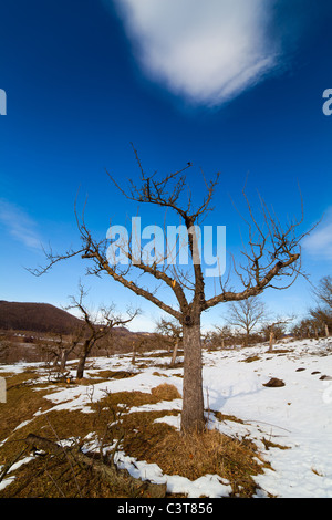 Landschaft mit einem Obstgarten im winter Stockfoto