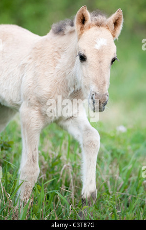 Wilde Stute herumlaufen Stockfoto