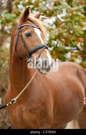 Porträt eines Welsh-Ponys Stockfoto