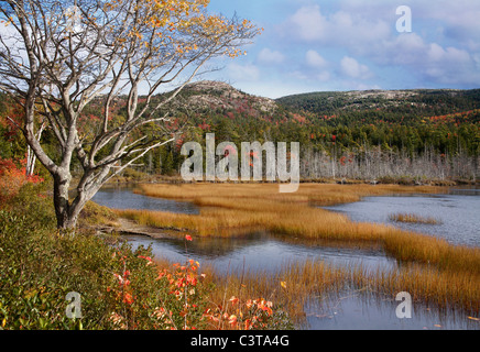 Seal Cove Teich In den Farben der Herbst, Mount Desert Island, Acadia National Park, Maine, USA Stockfoto