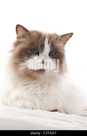 Ragdoll Katze Stockfoto