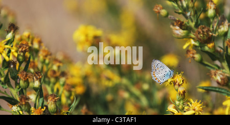 Hübsche kleine Lycaenidae (Plebejus) Schmetterling Stockfoto