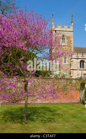 Die kleine Kirche von St Peter und St Paul auf dem Gelände des Belton House in der Nähe von Grantham Lincoln, England GB, Großbritannien Stockfoto