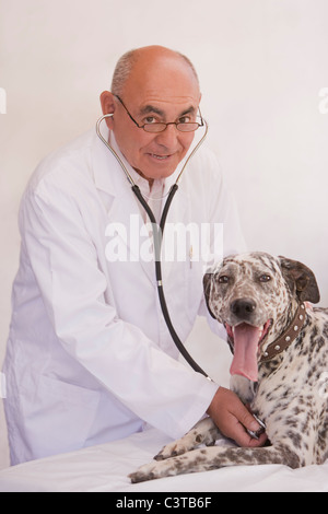 Tierarzt des Hundes Herzschlag hören Stockfoto