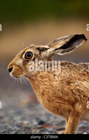 Feldhase - Lepus europaeus Stockfoto