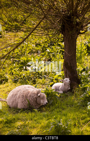 Großbritannien, Derbyshire, Peak District, Bakewell, Schaf und Lamm vom Sonnenschein im Schatten der Flussufer Baum ausruhen Stockfoto