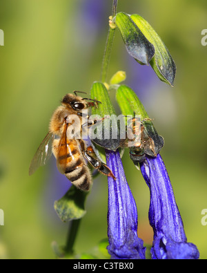 Ein Honey Bee Nectaring auf lila Blüten, Apis Mellifera Stockfoto