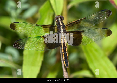 Eine Libelle, die Witwe Abstreicheisen Libellula Luctuosa, Ansicht von oben nach unten Stockfoto