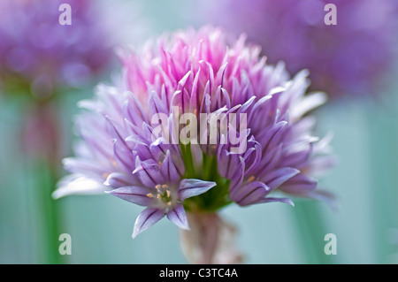 Schnittlauch Stockfoto