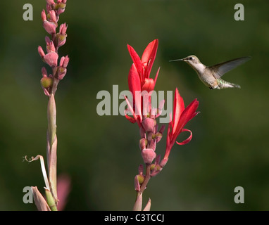 Ein Rubin-Throated Kolibri, Weiblich, Archilochos Colubris, im Flug Stockfoto
